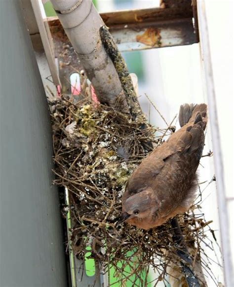 鸟筑巢 開心 食物